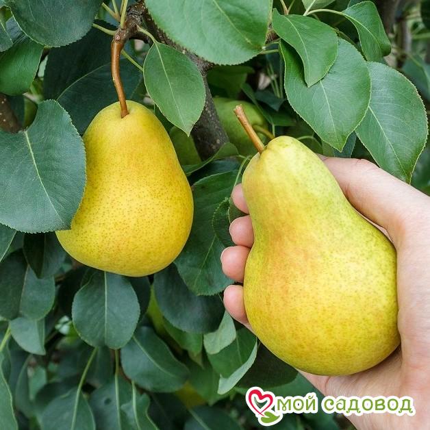 Груша Медовая: купить в Ворсме - цена 290₽ за 1 шт. - Доставка Почтой
